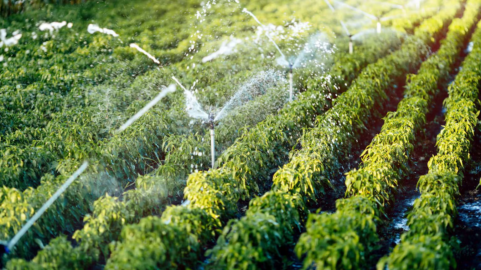 How to Choose the Best Irrigation Company in Pretoria: The Complete Homeowner’s Guide